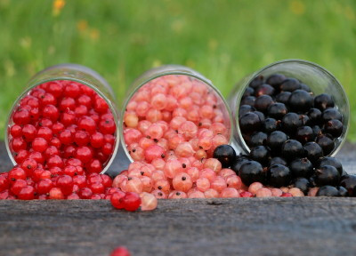 Wino z porzeczek – stołowe